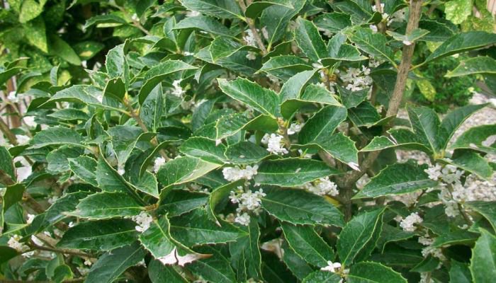 osmanthus aquifolium