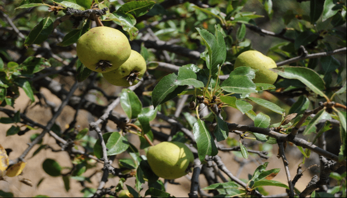 taş armudu